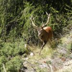 Cervi al bramito - Foto A. Rivelli